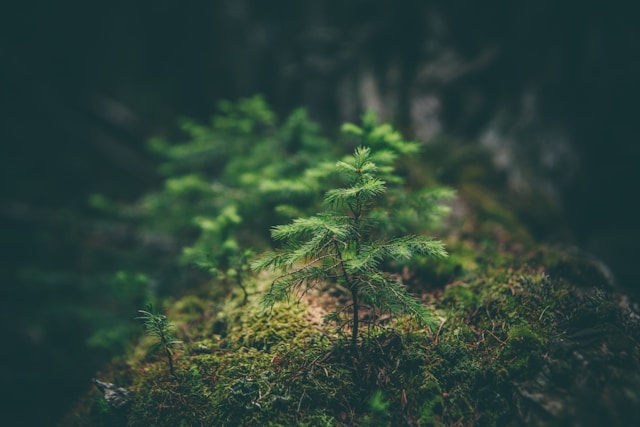 Environmental Sustainability