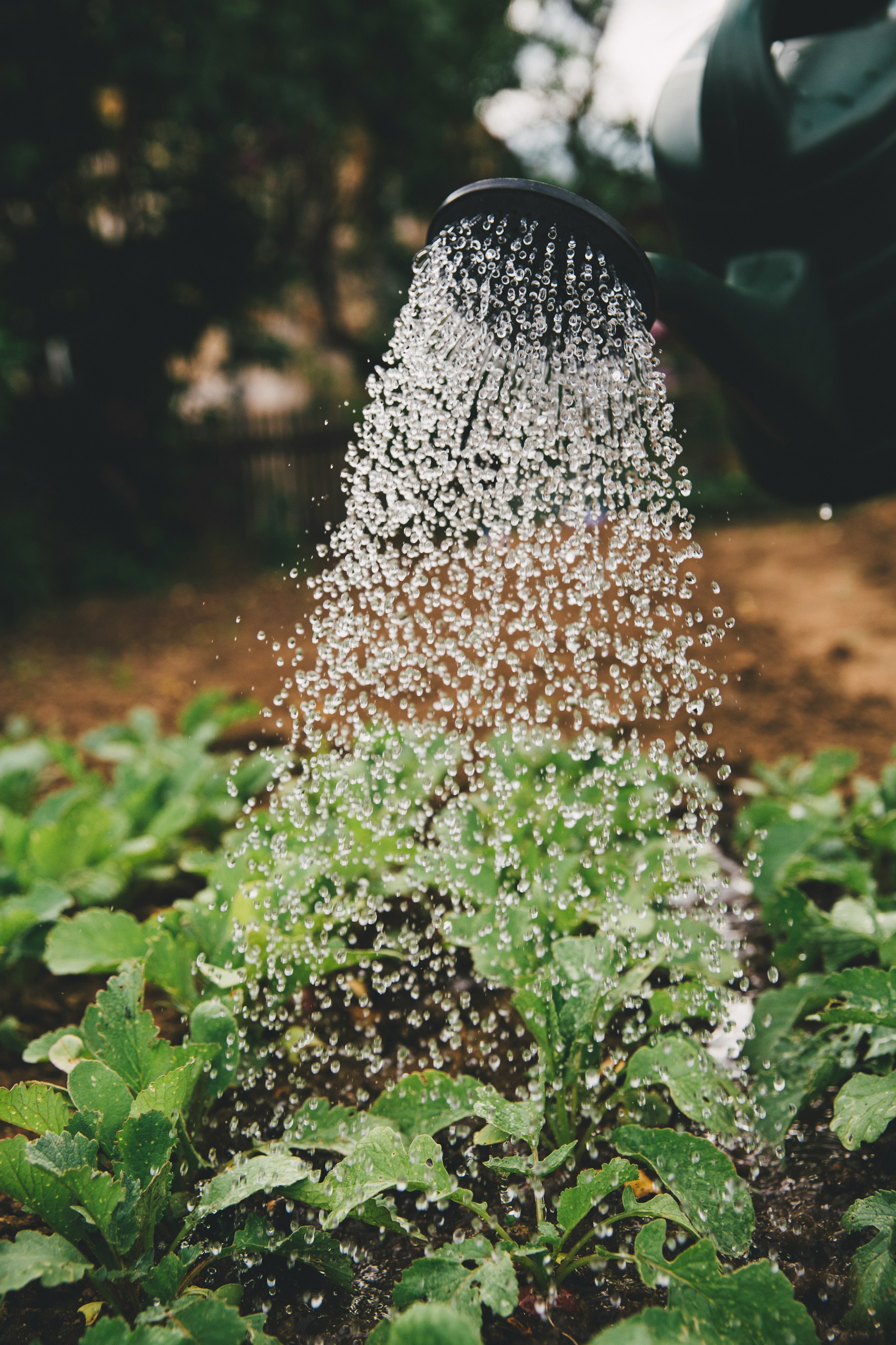 Sustainable farming initiative supported by ASIA Investment and Development